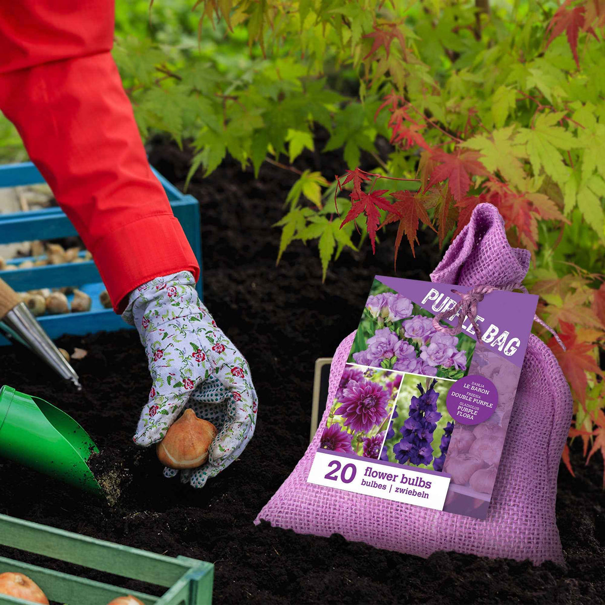 20 Bulbes de fleurs The Purple Bag en mélange - Dahlia, gladiolus, freesia - Willemse