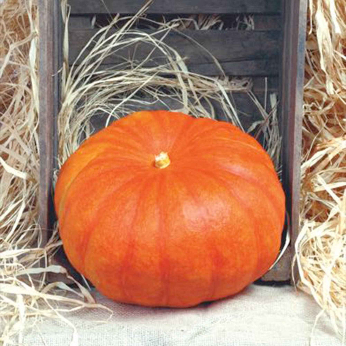 Potiron Rouge vif d'Etampes - Cucurbita maxima rouge vif d'etampes - Willemse