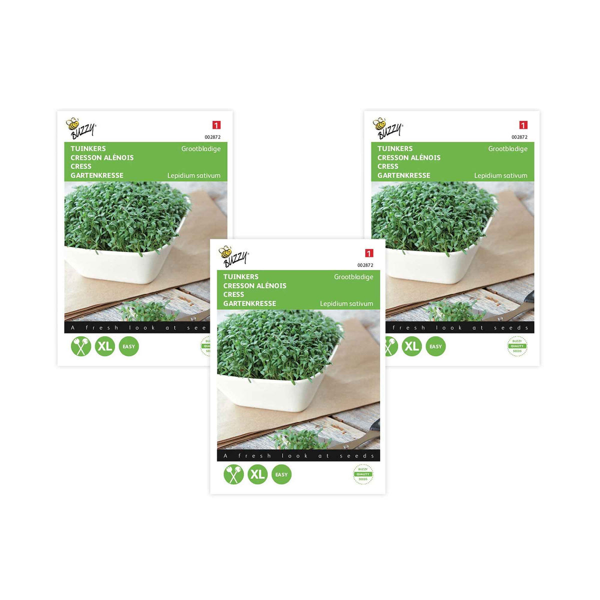 Cresson alénois commun - Lepidium sativum - Potager