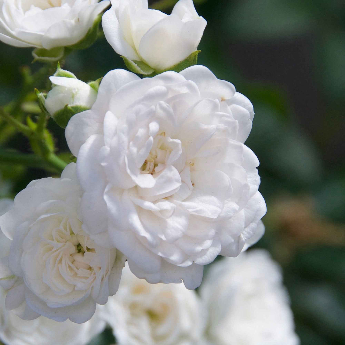 Rosier Crystal Fairy ® - Rosa crystal fairy ® - Willemse