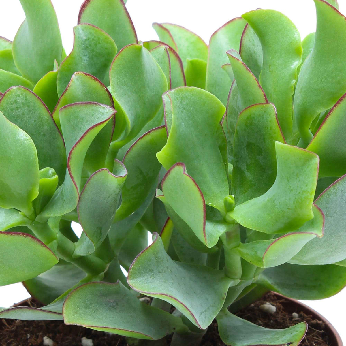 Crassula Arborescens 'Curly Green' - Crassula arborescens Curly Green - Willemse