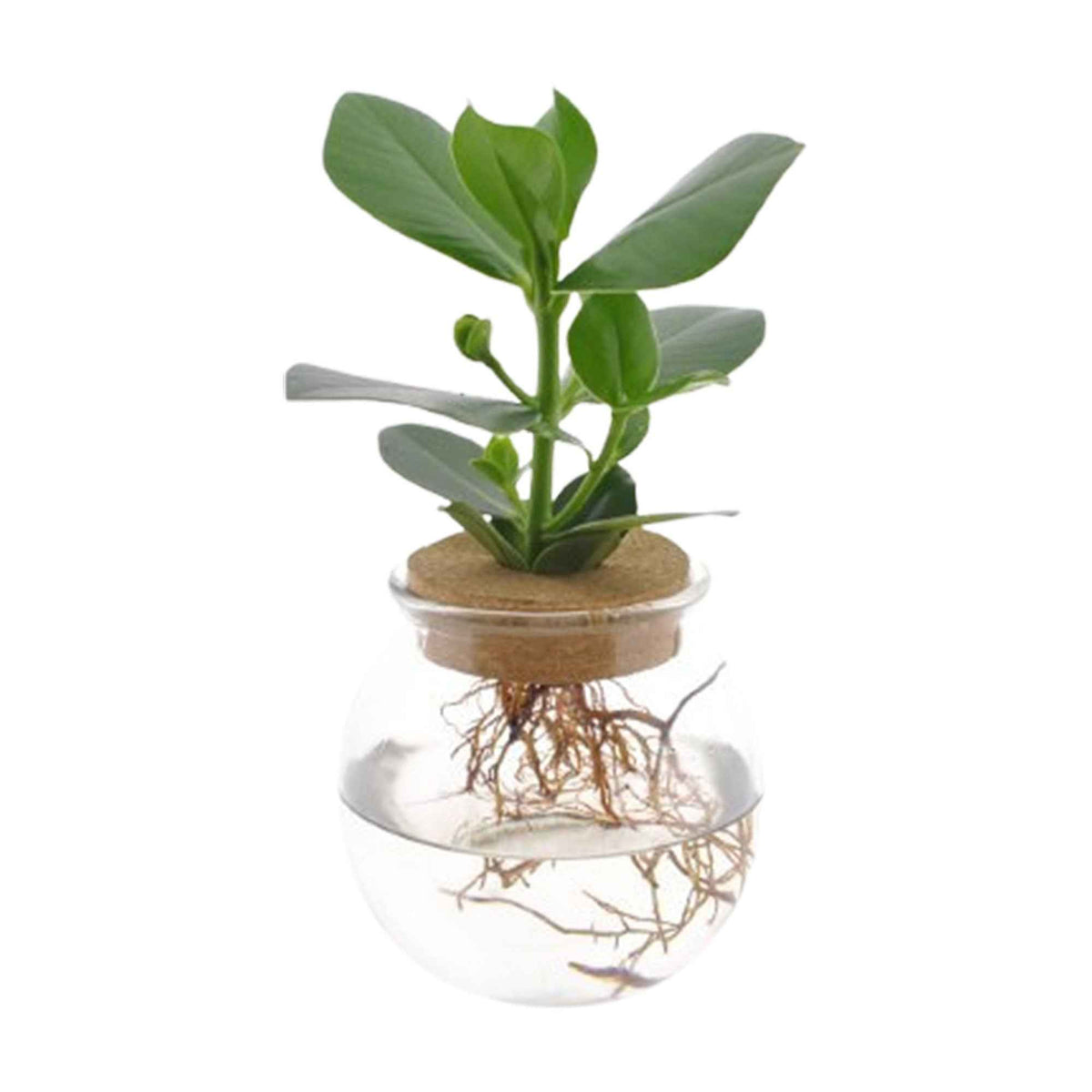 Clusia Met et son Ampoule vase - Clusia - Willemse
