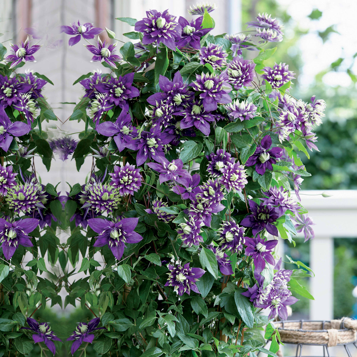 Clématite Taïga - Clematis Taïga - Willemse