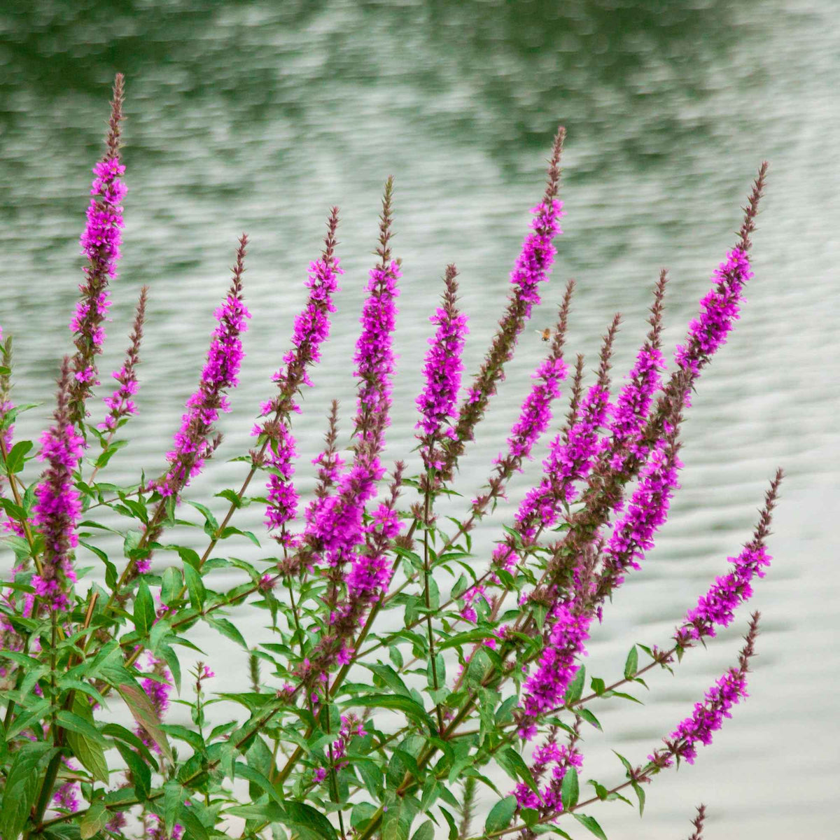 Salicaire commune Robert - Lythrum salicaria Robert - Willemse