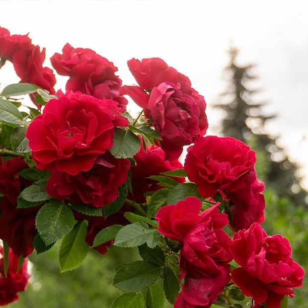 Rosier grimpant rouge - Rosa - Willemse