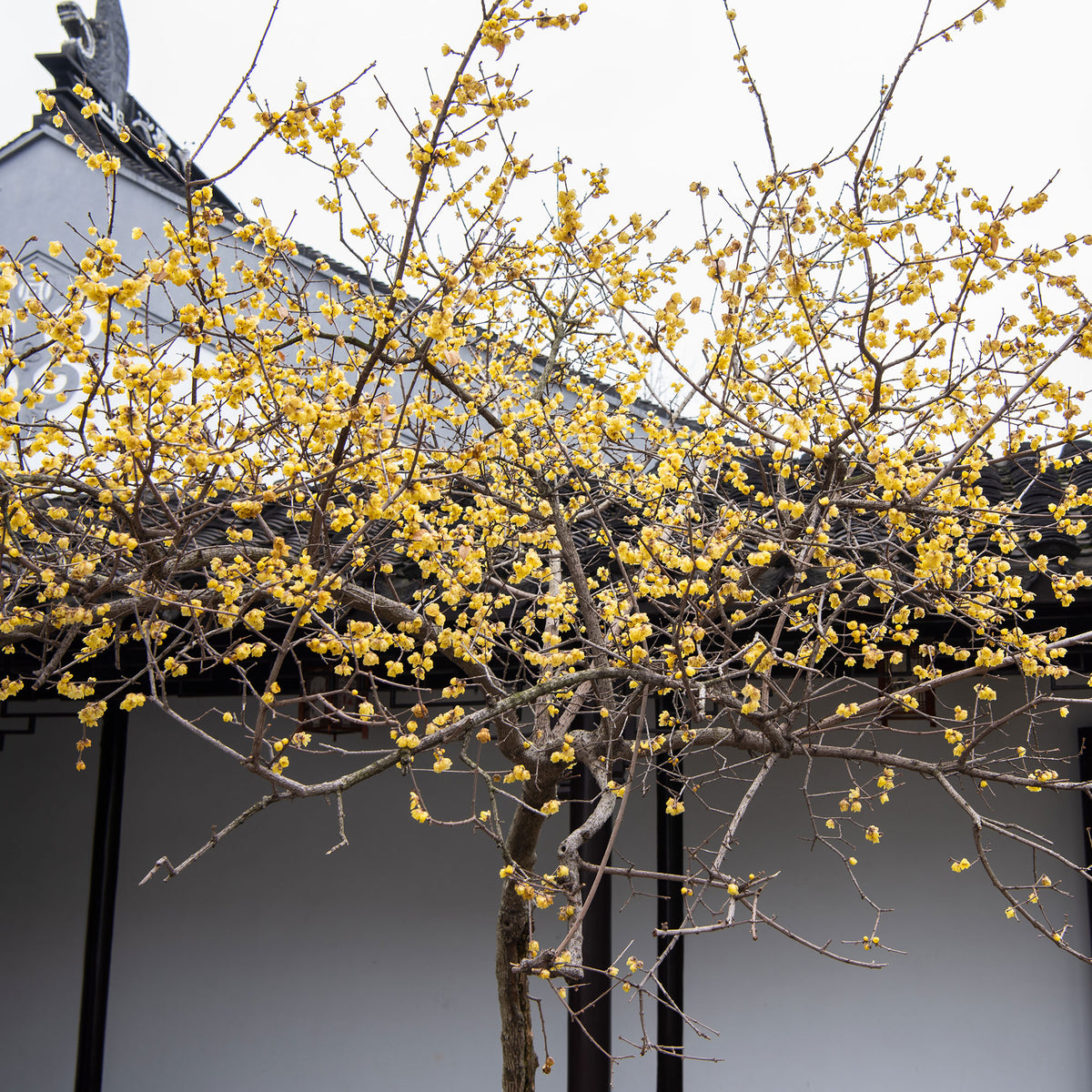 Chimonanthe précoce - Chimonanthus praecox - Willemse