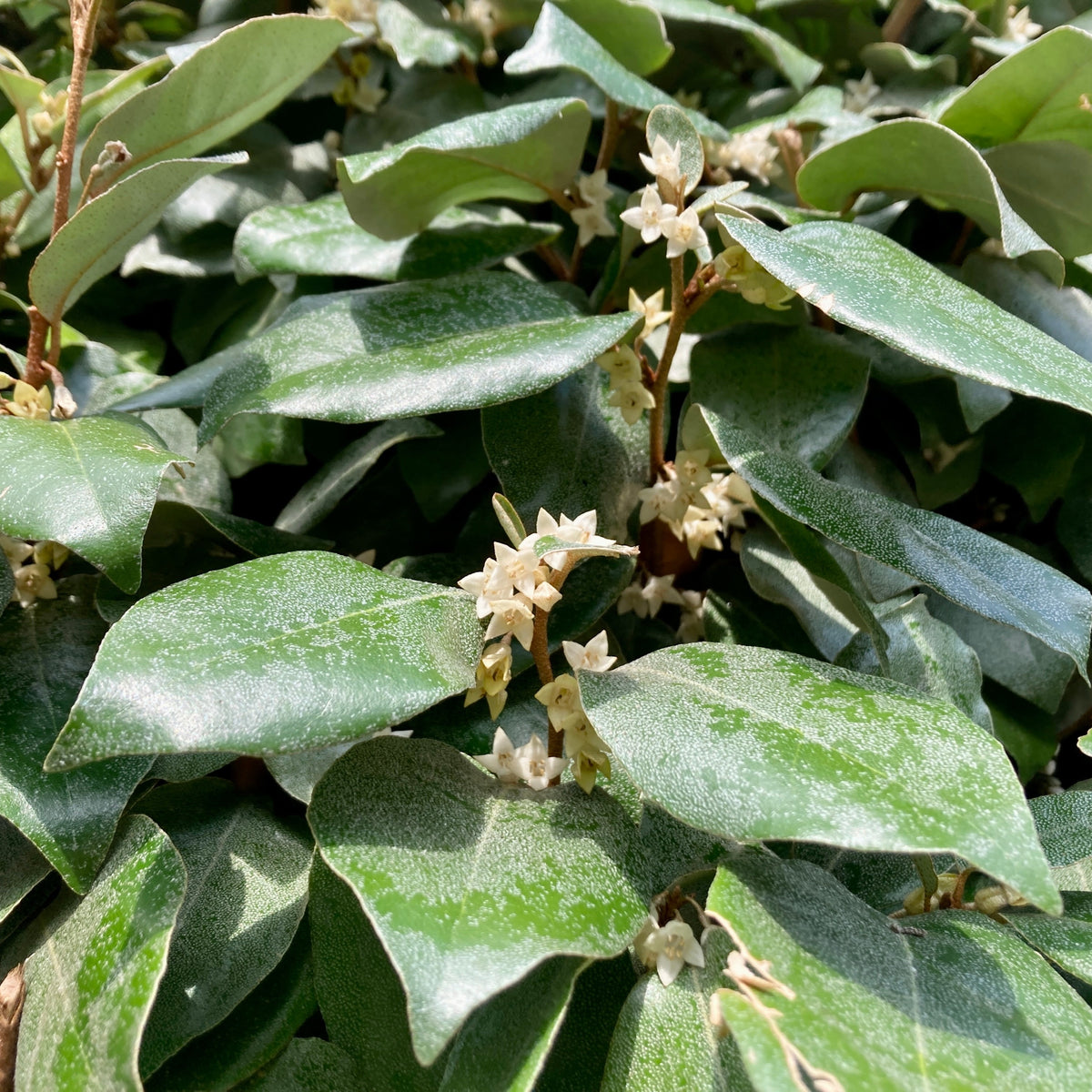 Eleagnus - Eleagnus ebbingei - Willemse