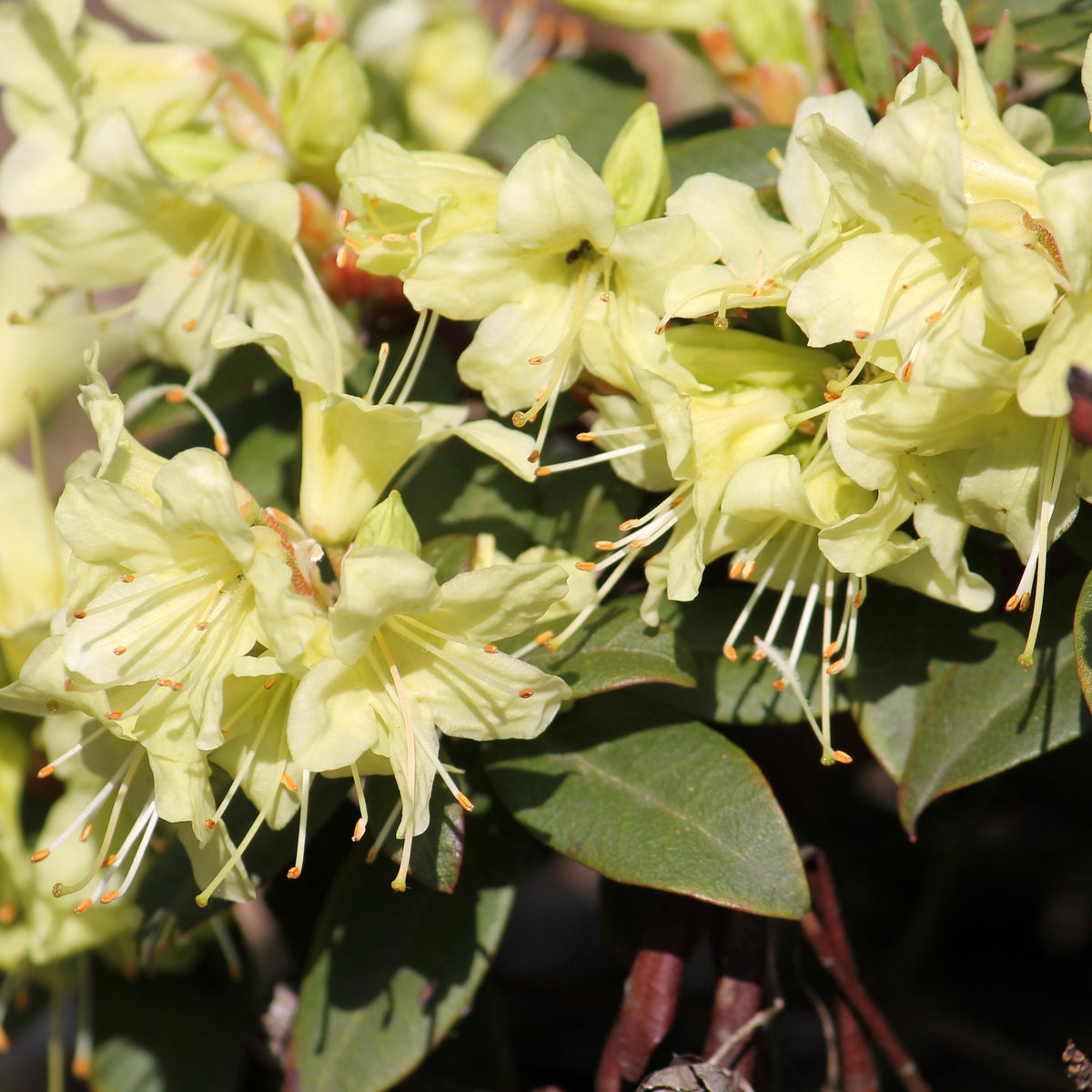 Rhododendron Princess Anne - Rhododendron Princess Anne - Willemse