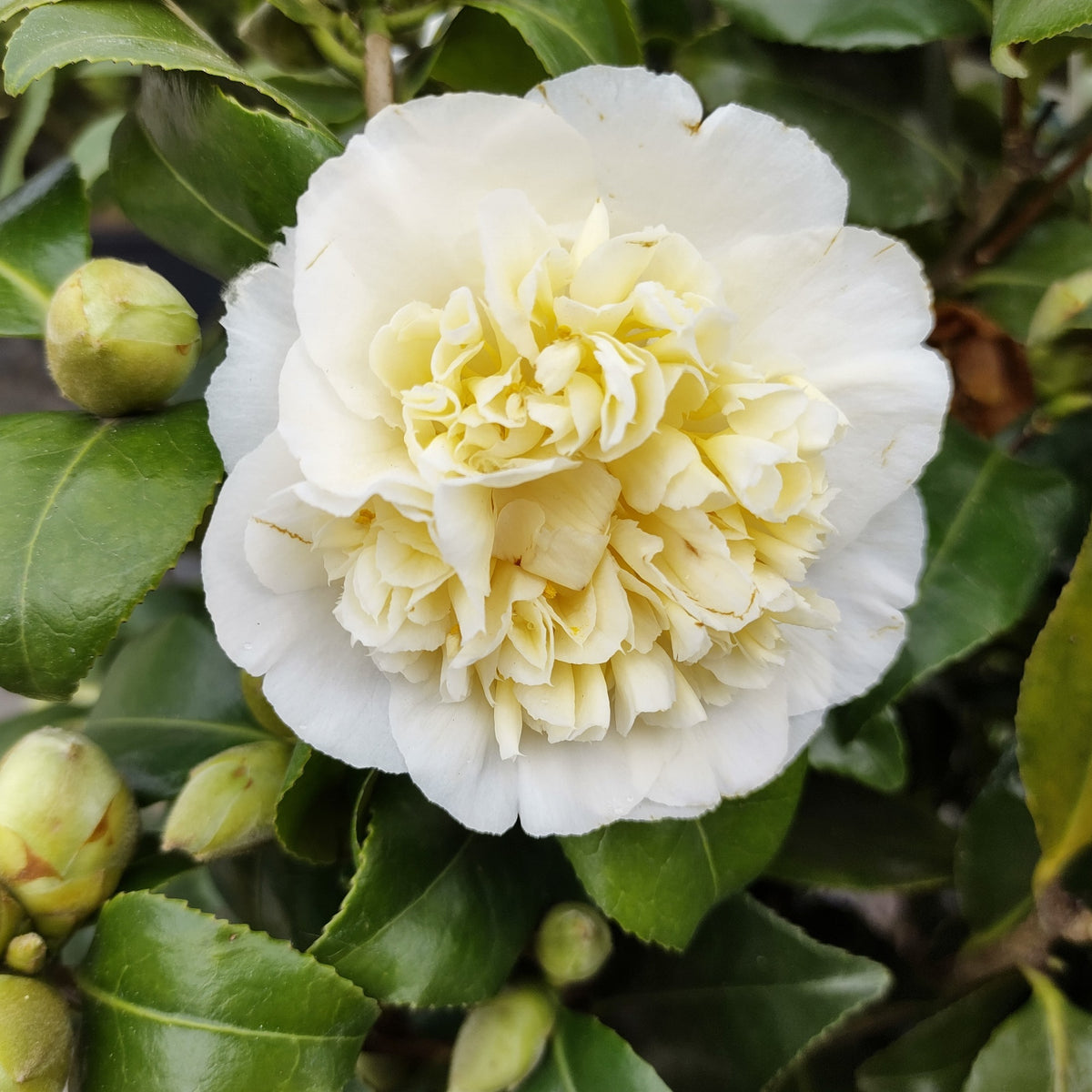 Camélia du Japon à fleurs doubles blanche - Camellia japonica Brushfields Yellow - Willemse