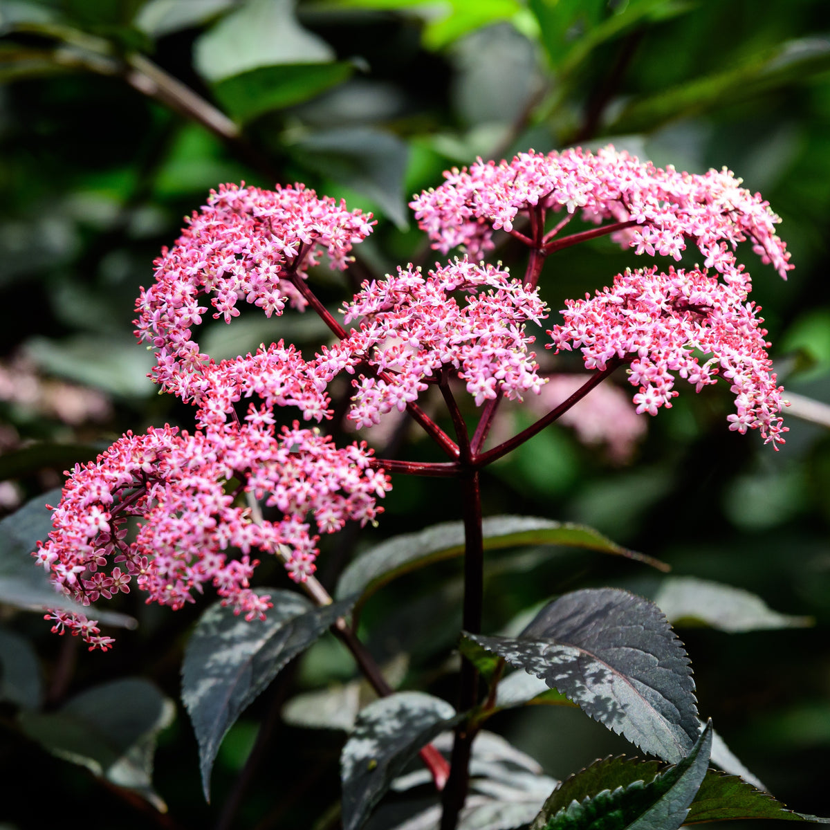 Sureau noir Thundercloud - Sambucus nigra Thundercloud - Willemse