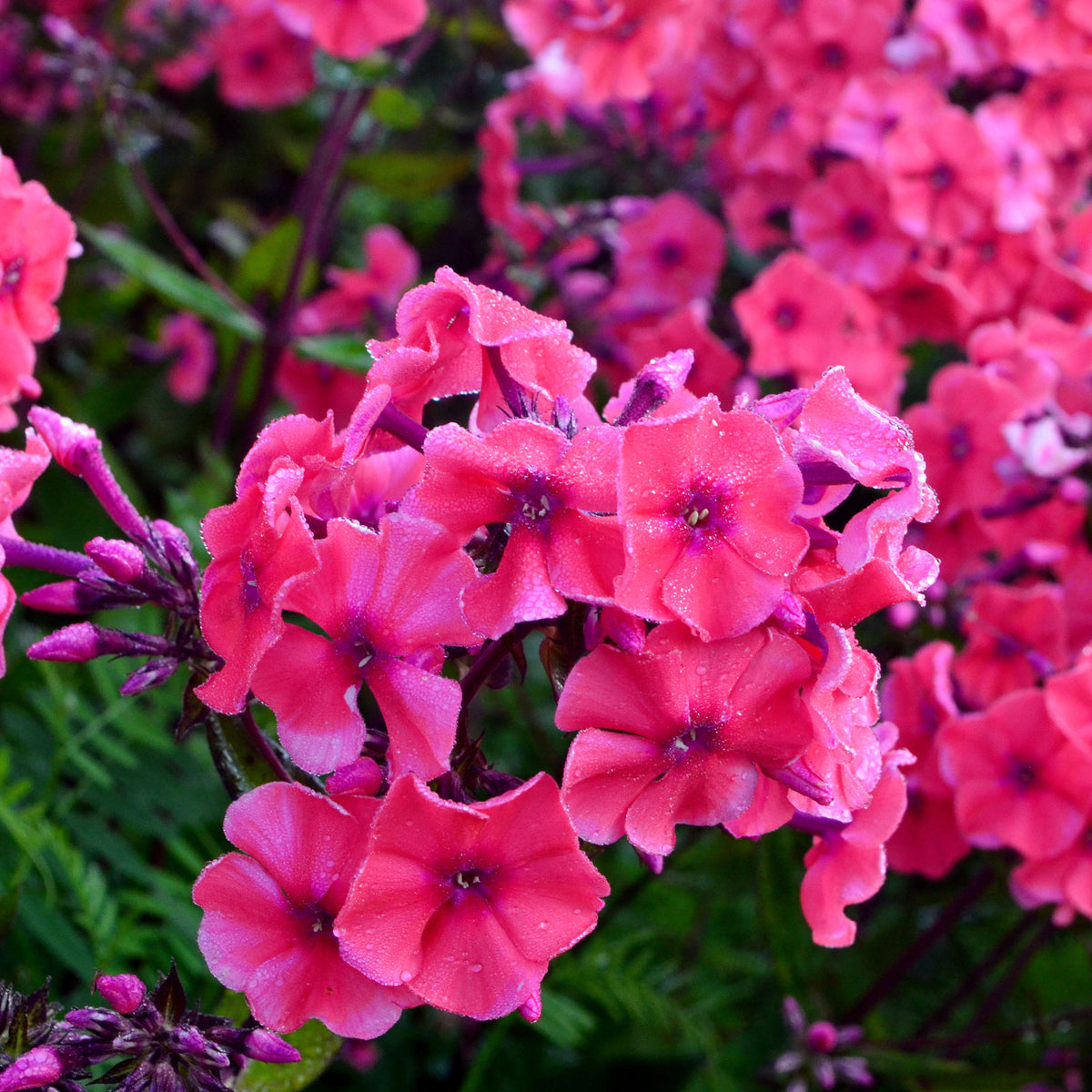 Phlox paniculé Starfire - Phlox paniculata Starfire - Willemse