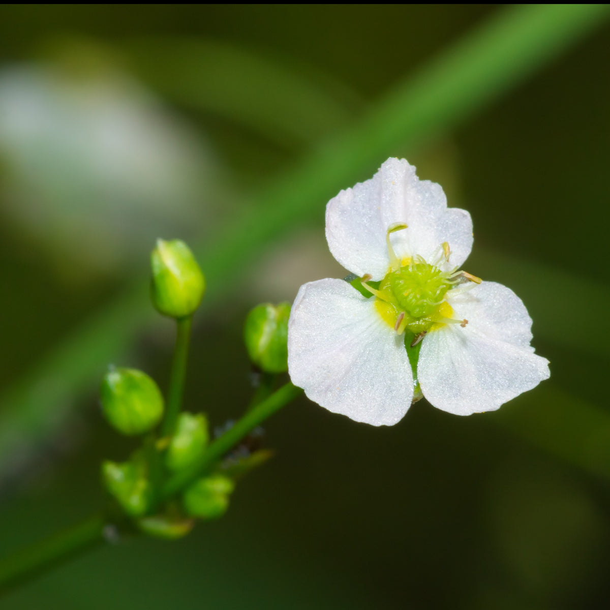 Plantain d'eau - Alisma plantago-aquatica - Willemse