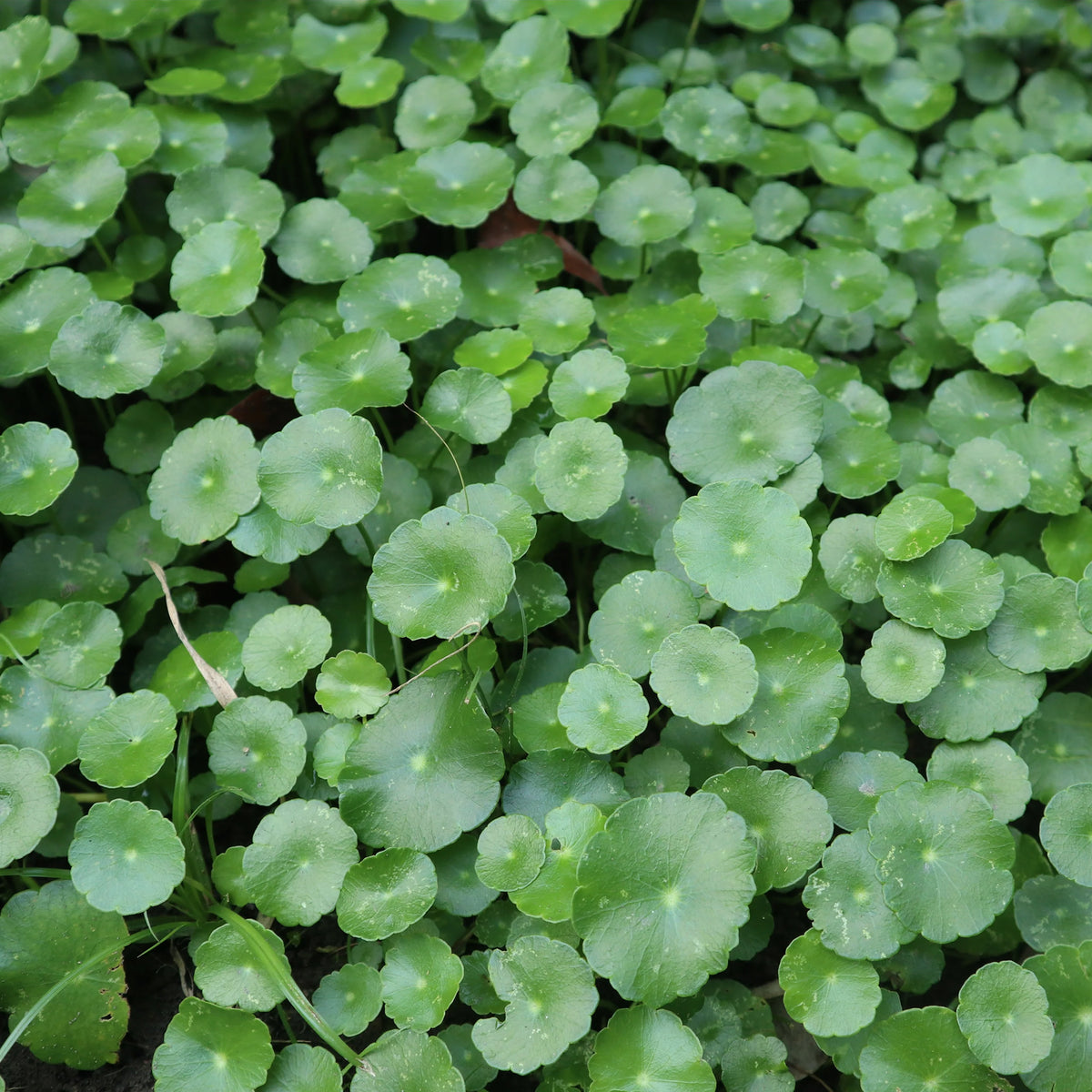 Ecuelle d'eau Herbe aux patagons - Hydrocotyle vulgaris - Willemse