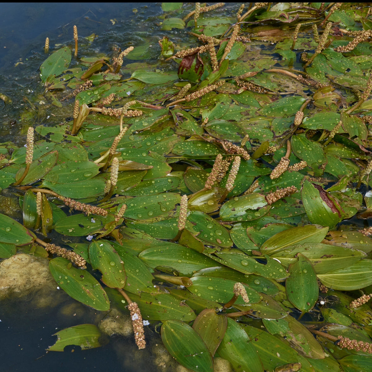 Potamot nageant - Potamogeton natans - Willemse