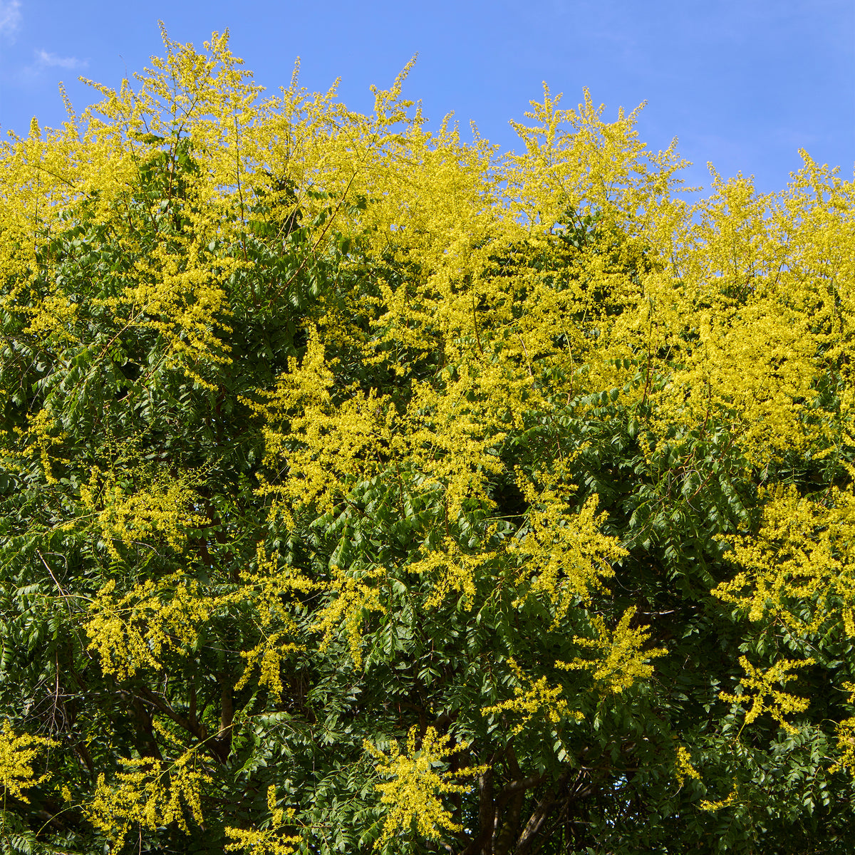 Savonnier - Koelreuteria paniculata - Willemse