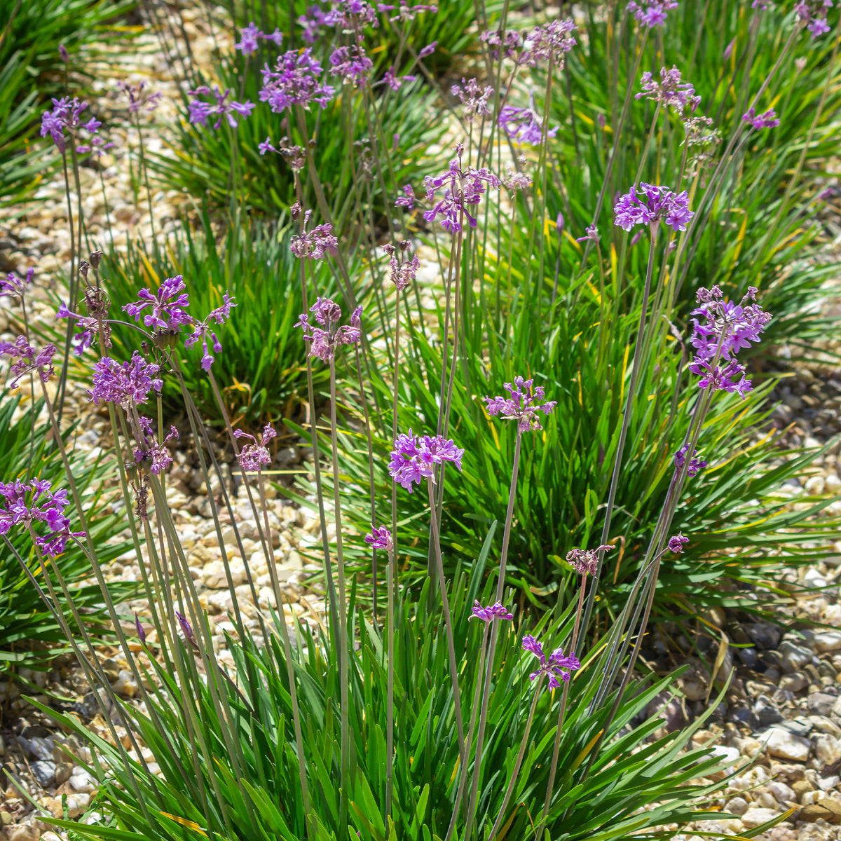 3 Tulbaghia violacea - Tulbaghia violacea - Willemse