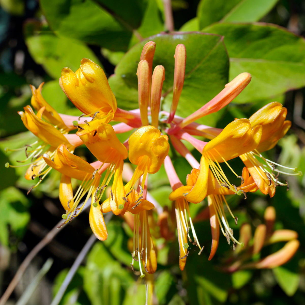 Chèvrefeuille de Henry Copper Beauty - Lonicera henryi Copper Beauty - Willemse