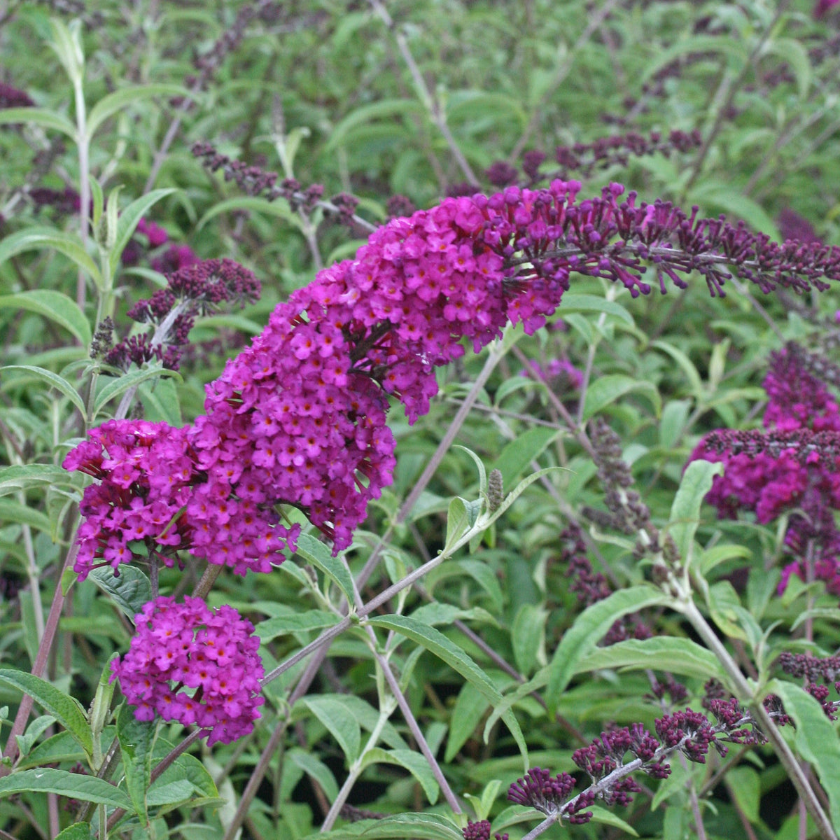 Collection d'arbres à papillons : Royal Red, White Profusion, Empire Blue - Buddleja davidii Royal Red, White Profusion, Empire Blue - Willemse
