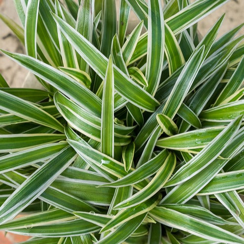 Phalangère Ocean - Chlorophytum comosum Ocean - Willemse