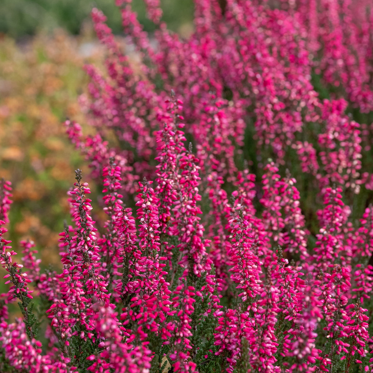 3 Bruyères d'été - Calluna vulgaris - Willemse