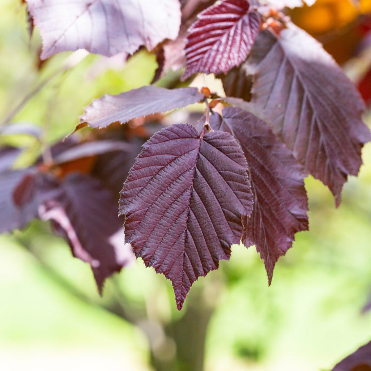 Noisetier pourpre - Corylus maxima purpurea - Willemse
