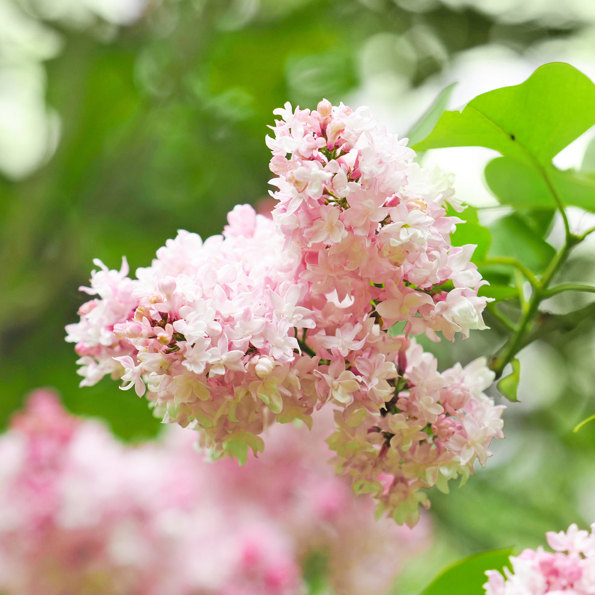 Lilas double Beauty of Moscow - Willemse