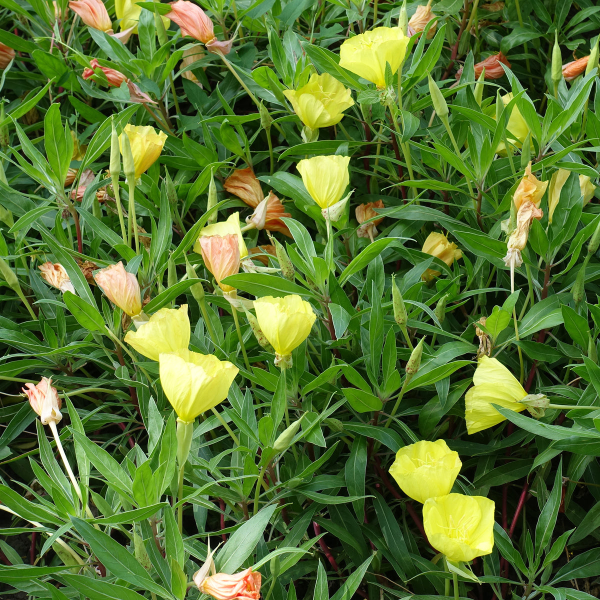 2 Oenothères à grandes fleurs - Onagre - Oenothera macrocarpa (missouriensis) - Willemse