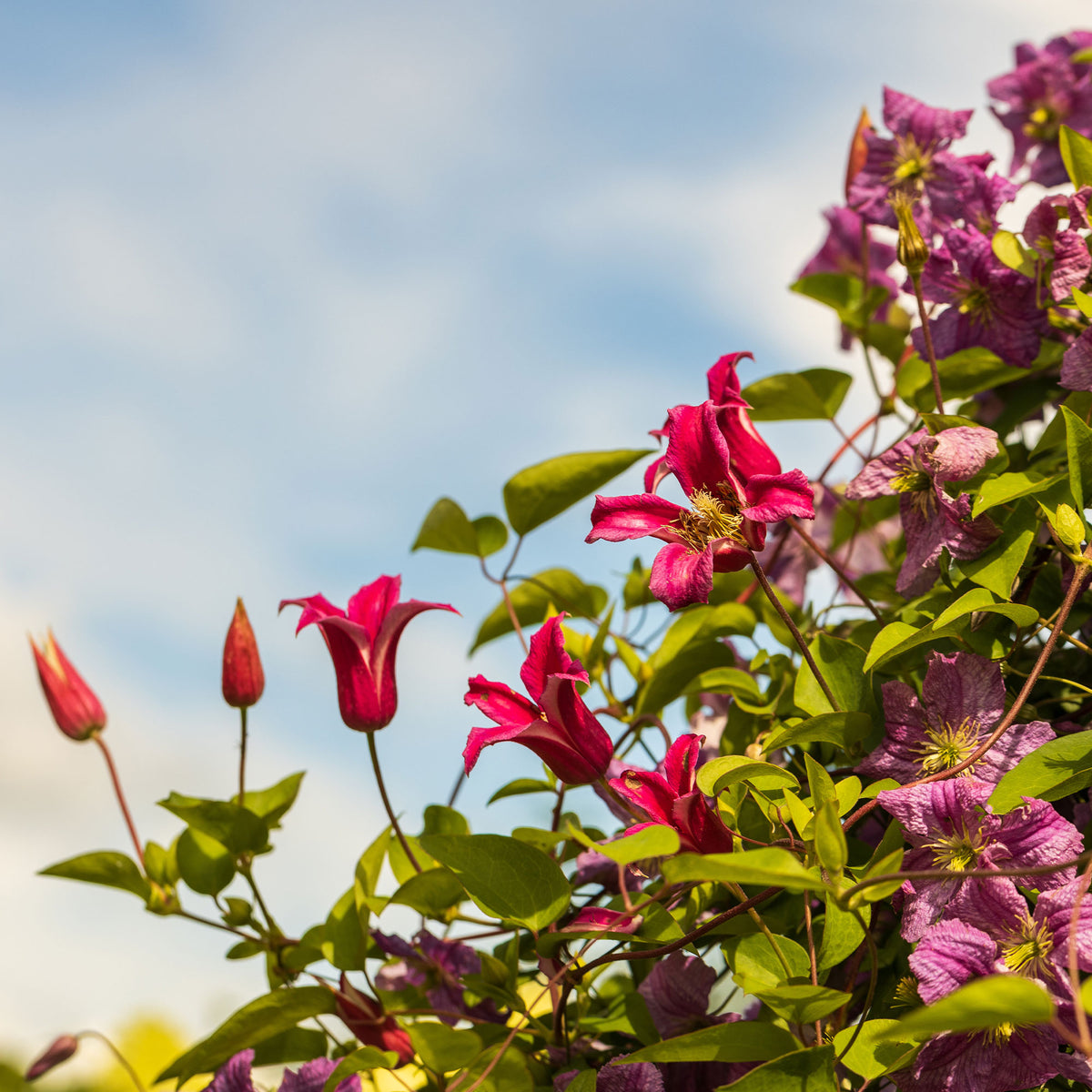Clématite Lady Diana ® - Clematis texensis Princess Diana ® - Willemse