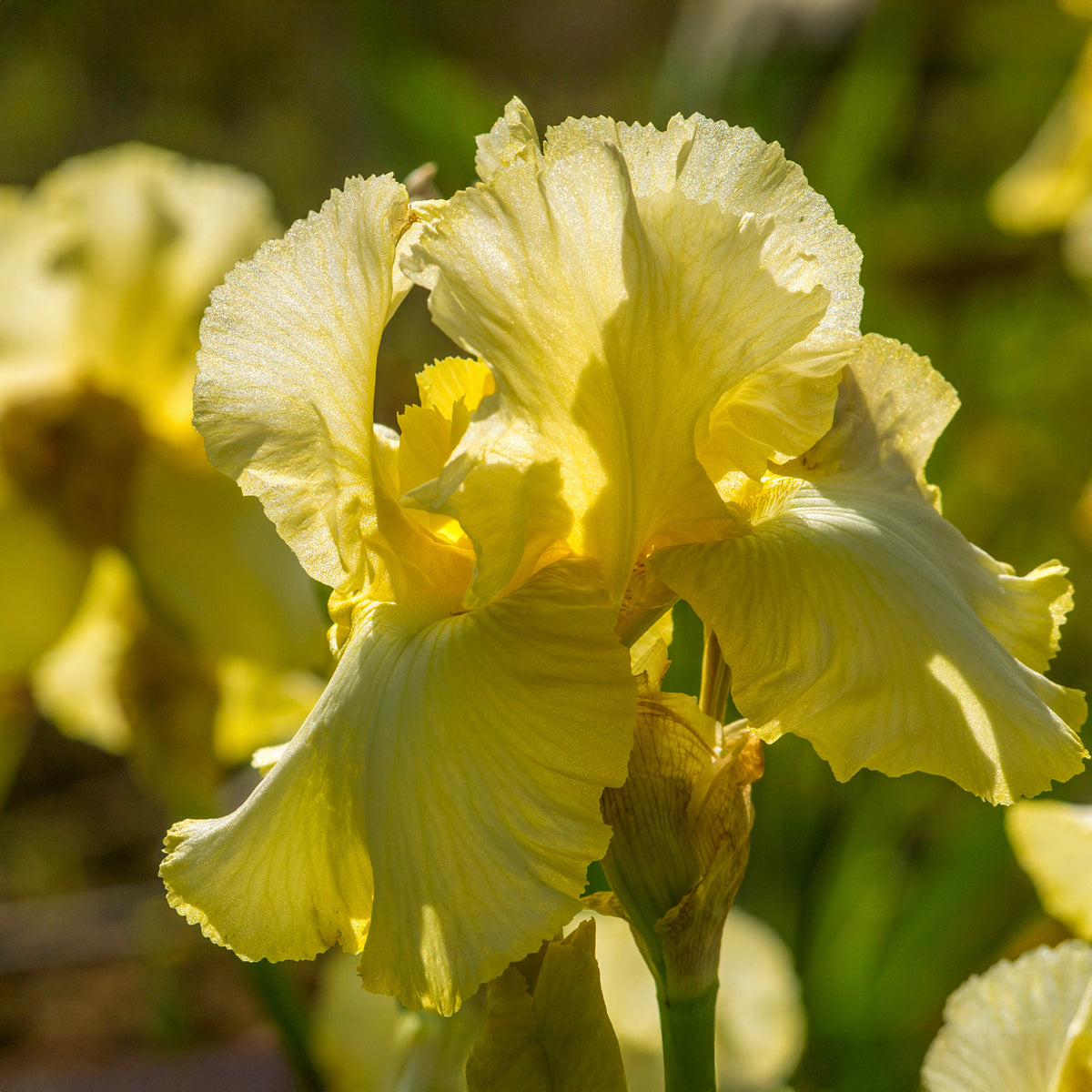 2 Iris de jardin Sangreal - Iris germanica sangreal - Willemse