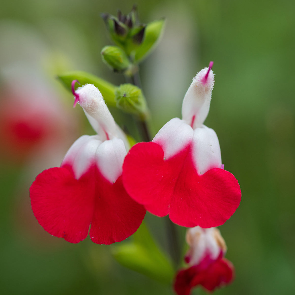 Sauge Hotlips - Salvia microphylla hotlips (grahamii) - Willemse