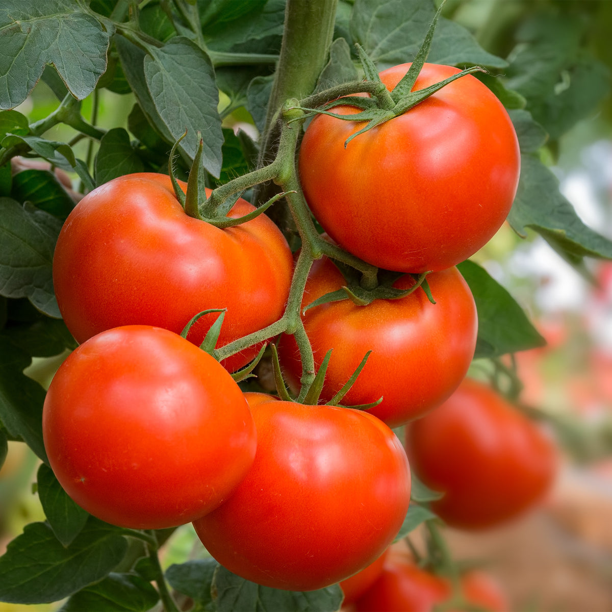 Tomate Bonset F1 - Solanum lycopersicum bonset f1 - Willemse