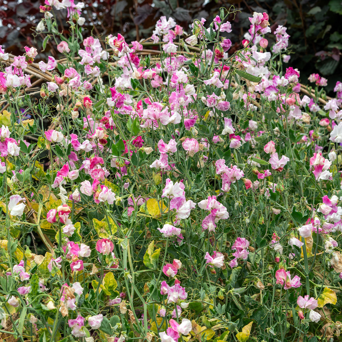 Pois de senteur Painted lady 1937 - Lathyrus odoratus grandiflorus painted lady 1937 - Willemse
