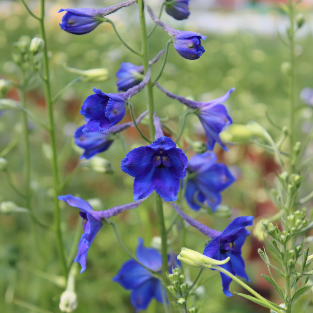 Delphinium Volkerfrieden