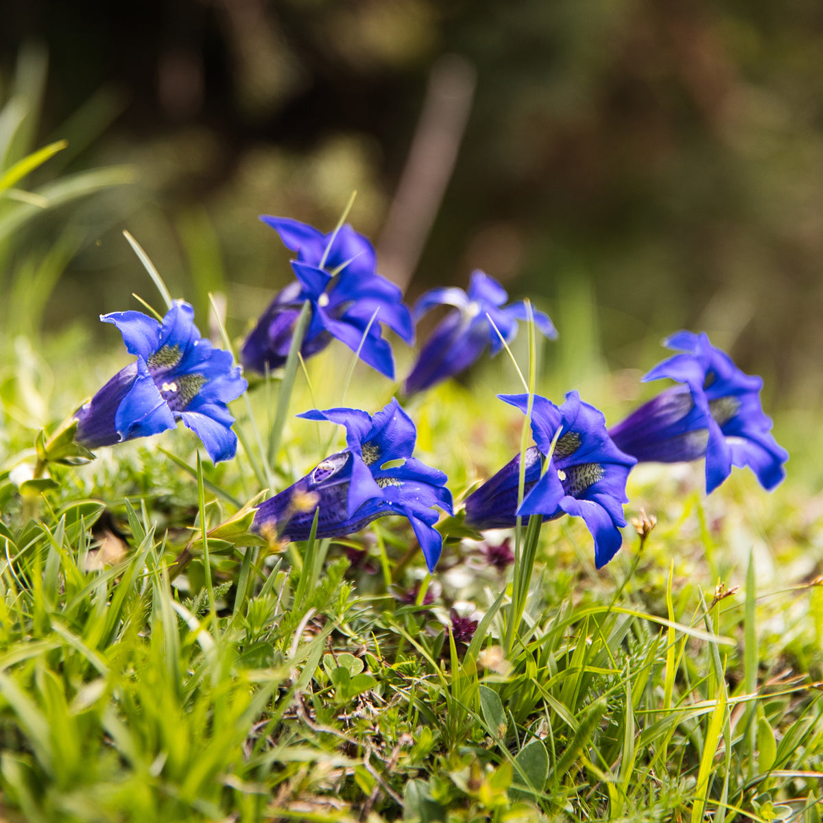 Gentiane acaule - Gentiana acaulis - Willemse