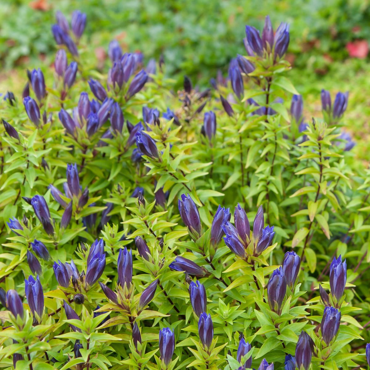 Gentiane d'été - Gentiana septemfida - Willemse
