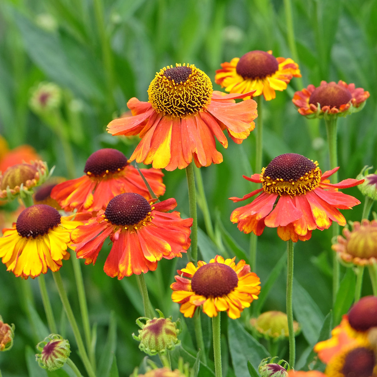 Helenium Sahin's Early Flowered - Hélénie Sahin's Early Flowerer - Hélénie