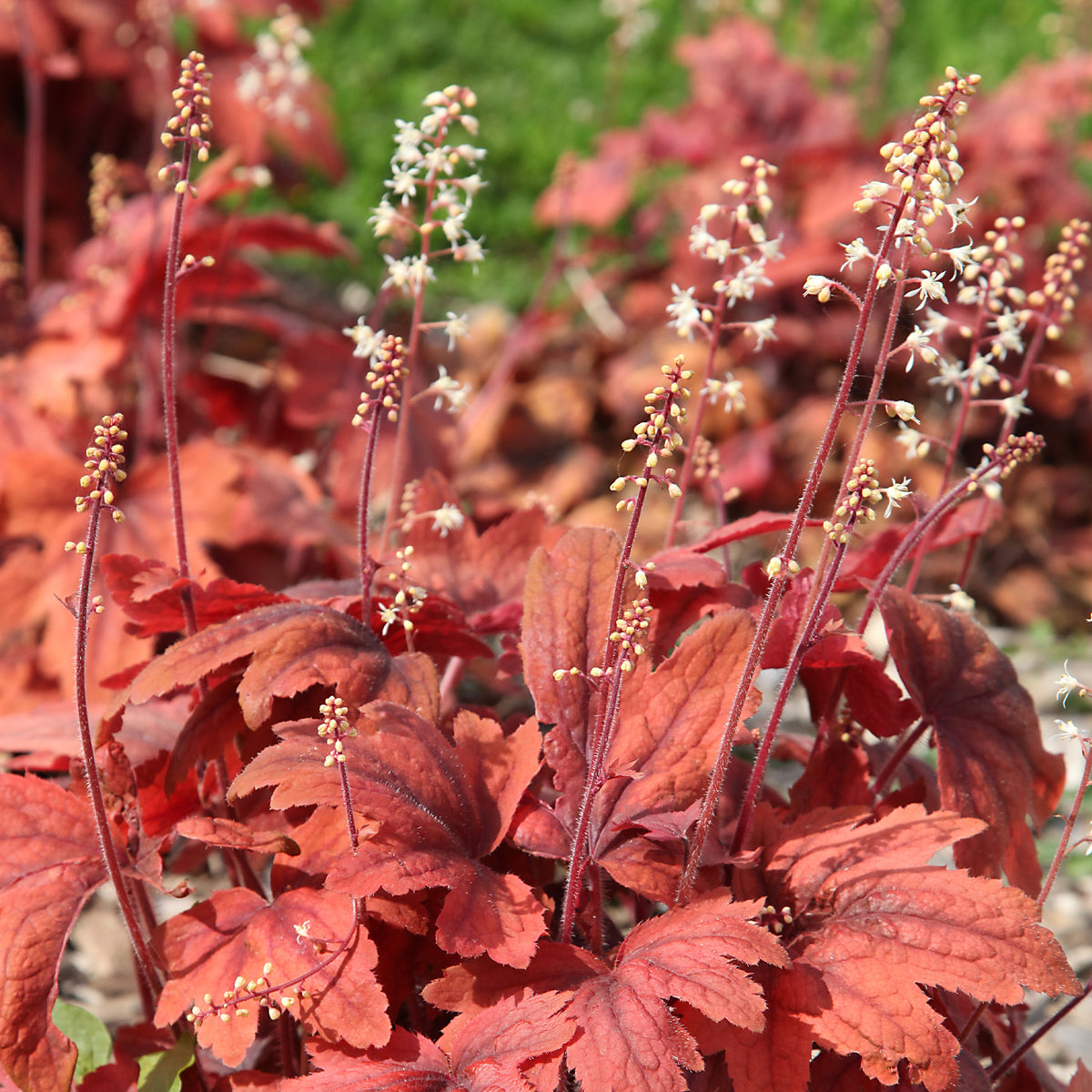 Heuchère Marmalade - Heuchera marmalade - Willemse