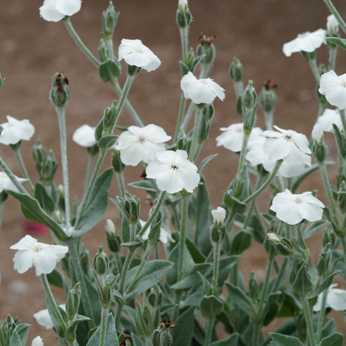 Coquelourde des jardins blanches - Lychnis coronaria alba - Willemse