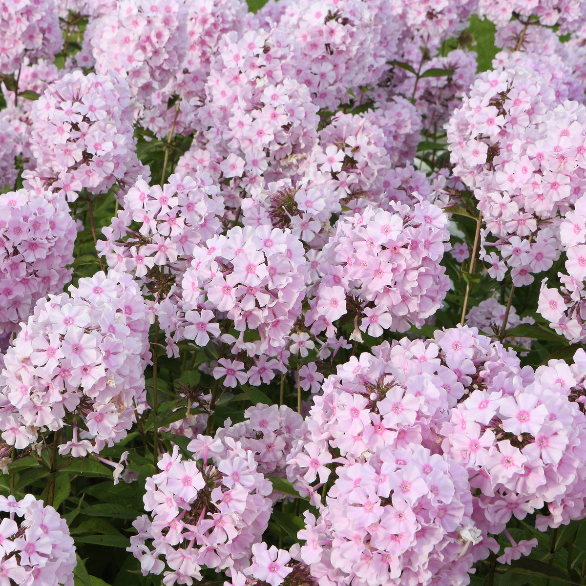 Phlox paniculé Rosa Pastel - Phlox paniculata Rosa Pastell - Willemse