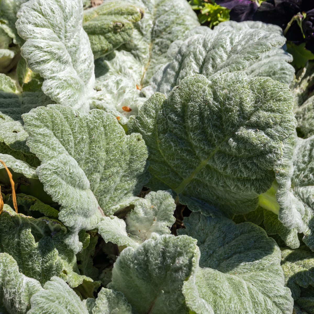 Sauge argentée - Salvia argentea - Willemse