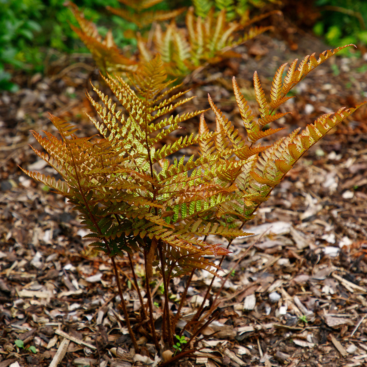 Fougère rose cuivré - Dryopteris erythrosora - Willemse