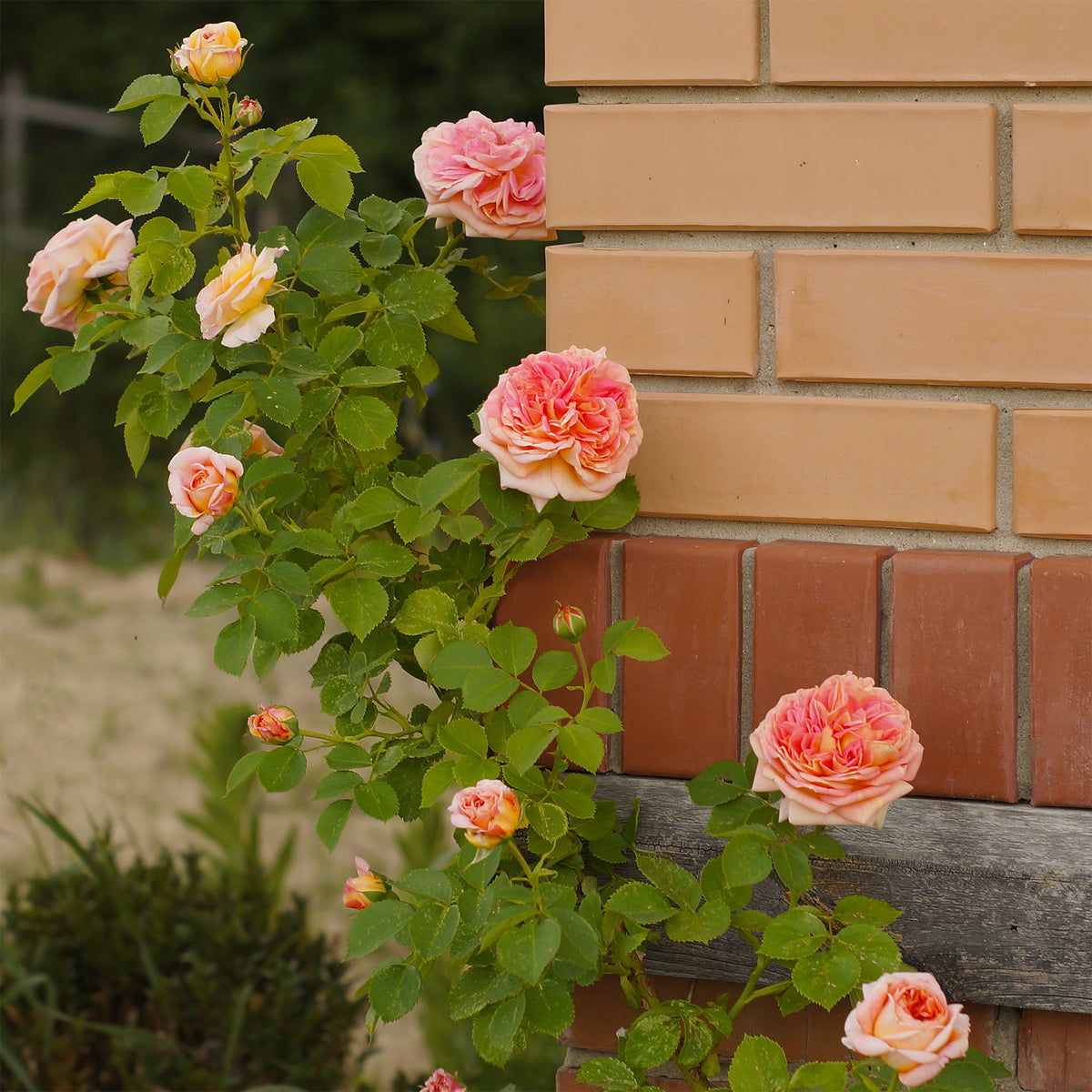 Rosier grimpant Alchymiste - Rosa Alchymiste - Willemse