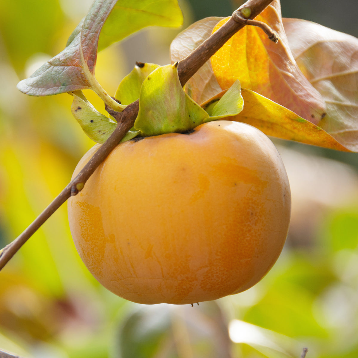 Kaki Tipo - Kaki diospyros tipo - Willemse