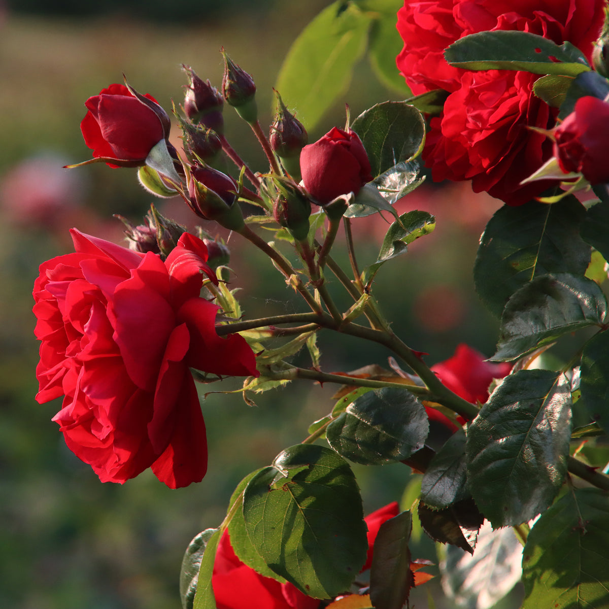 Rosier grimpant Florentina ® - Rosa Florentina ® - Willemse