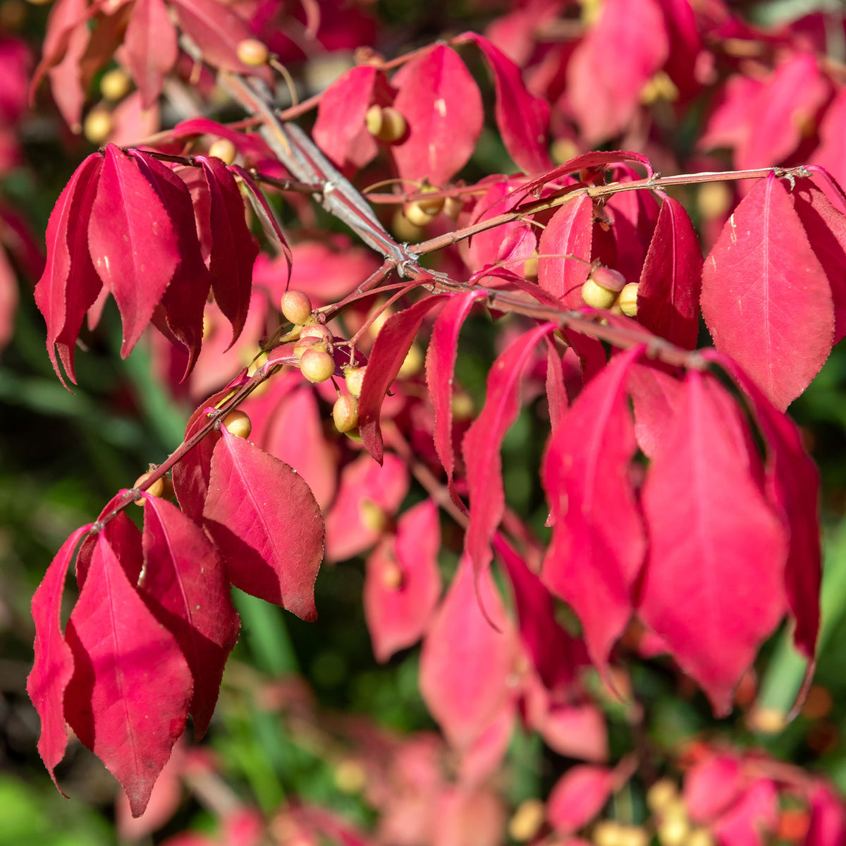Fusain de Chine Euonymus phellomanus - Euonymus phellomanus - Willemse