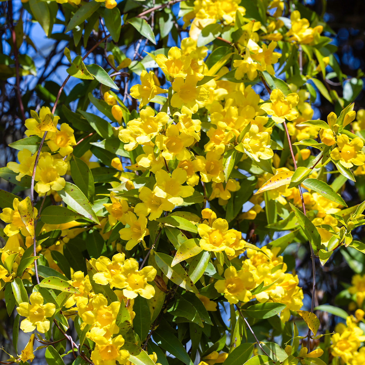 Gelsemium sempervirens - Gelsemium sempervirens - Willemse