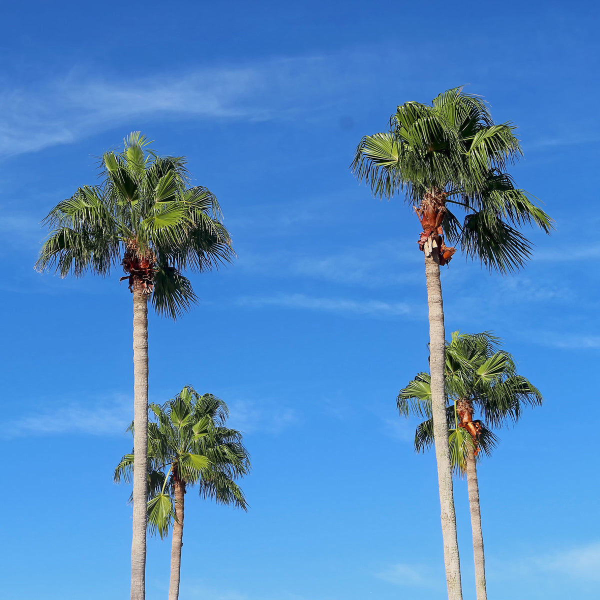 Palmier à jupon du Mexique - Washingtonia robusta - Willemse