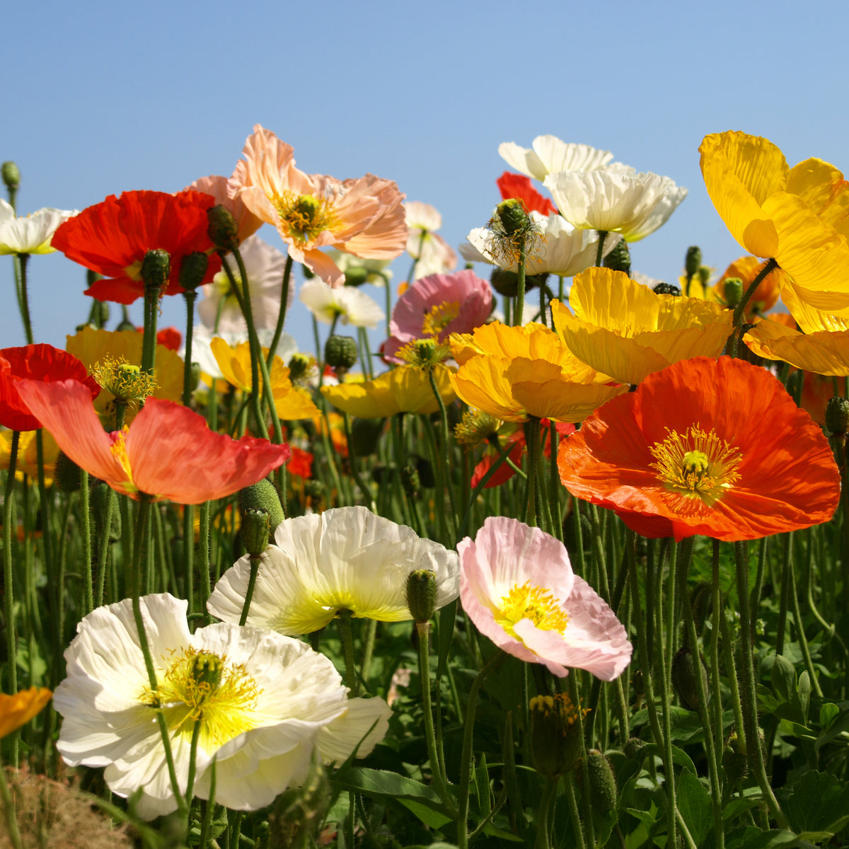Pavot d'Islande Artist's Glory en mélange - Papaver nudicaule - Willemse
