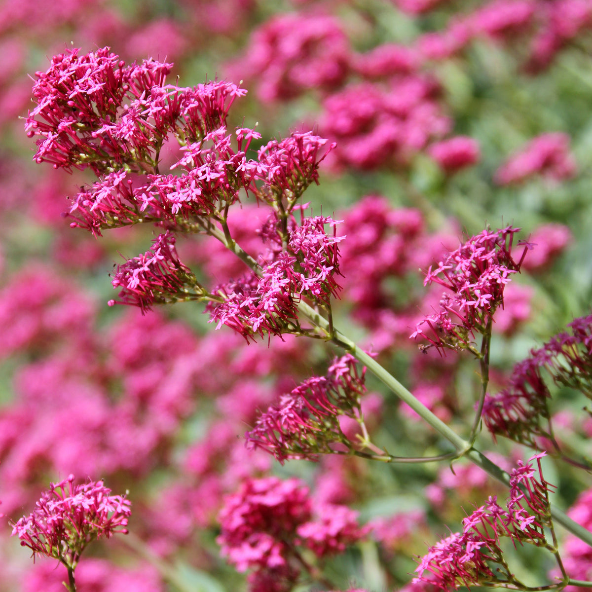 Valériane coccineus - Centranthus ruber coccineus - Willemse