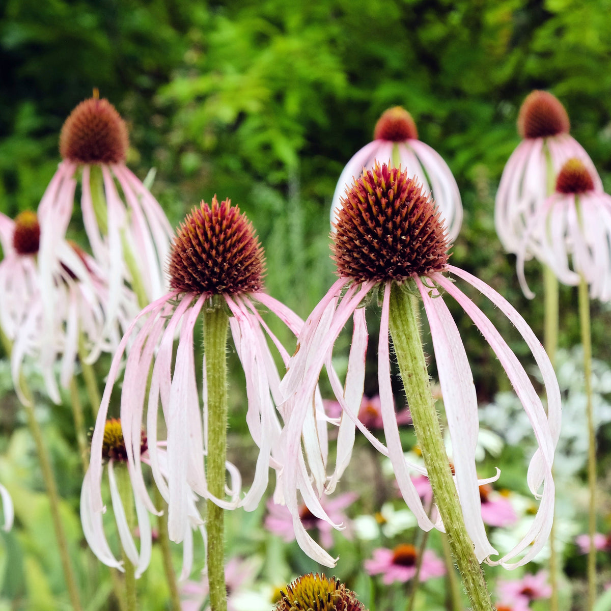 Echinacea pallida - Echinacée pâle - Échinacée - Echinacea